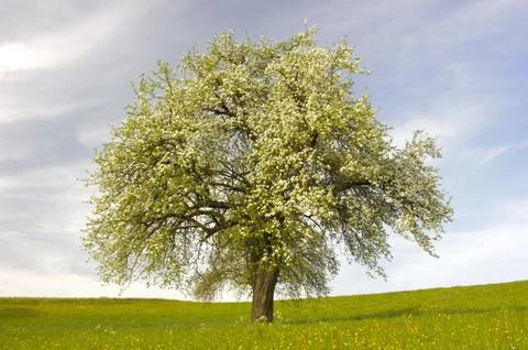 Apple tree Stock Photos