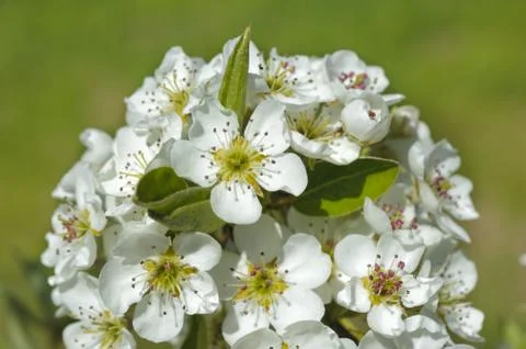 Apple tree Stock Photos