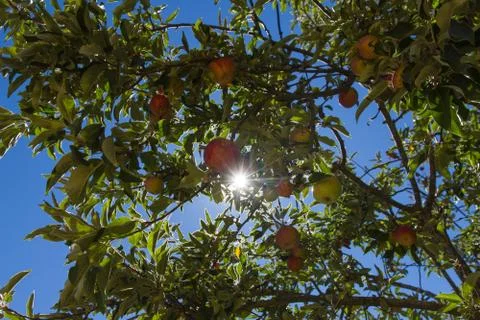 Apple on tree 스톡 사진