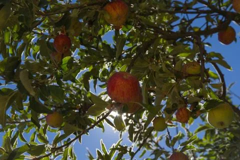 Apple on tree 스톡 사진