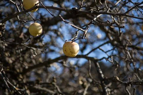 Apple tree Stock Photos