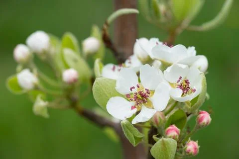 Apple tree Foto stock
