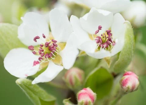Apple tree Stock Photos