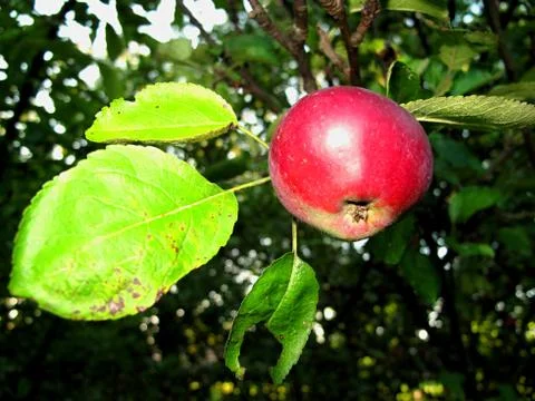 Apple on tree Stock Photos
