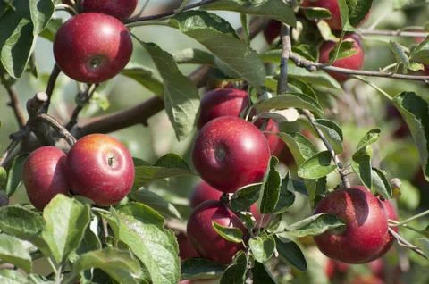 Apple tree Stock Photos