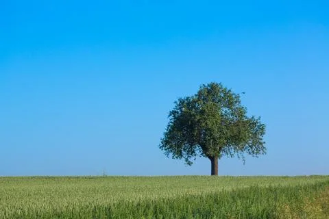 Apple tree Stock Photos