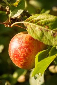 Apple on a tree Stock Photos