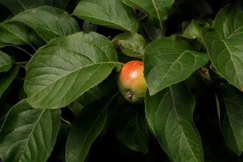Apple on tree Stock Photos