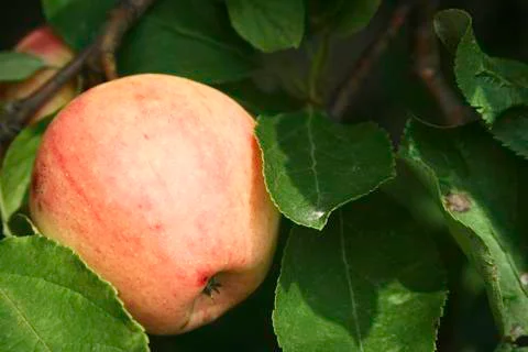 Apple in a Tree Stock Photos