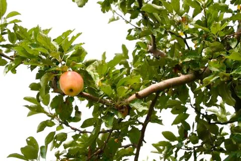 Apple in a tree Stock Photos