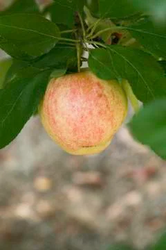 Apple in a tree 写真素材