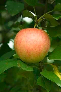 Apple in a tree Stock Photos
