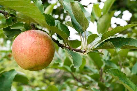 Apple in a tree Stock Photos