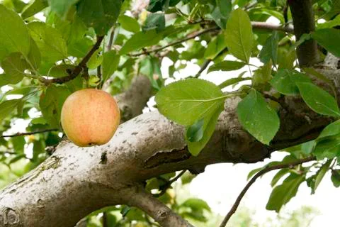 Apple in a tree Stock Photos