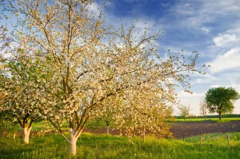 Apple tree Stock Photos