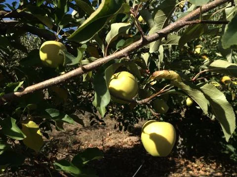 Apple Tree Stock Photos