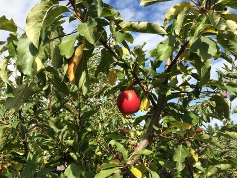 Apple Tree Stock Photos