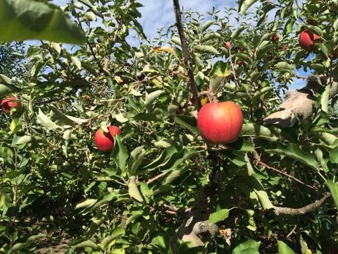 Apple Tree Stock Photos