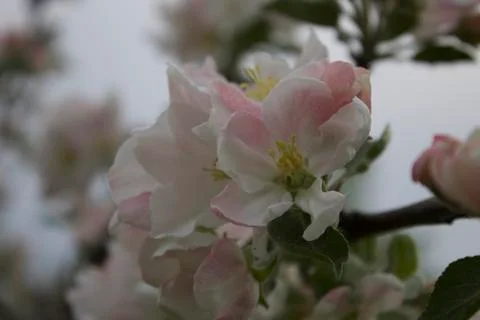 Apple tree Foto stock