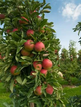Apple tree Stock Photos