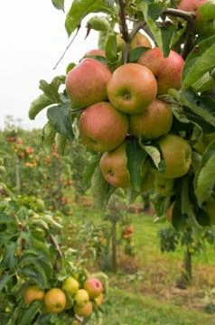 Apple tree Stock Photos