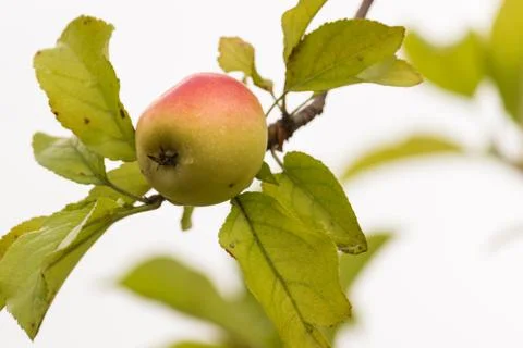 The apple tree Stock Photos