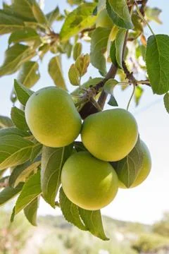 Apple on tree 스톡 사진