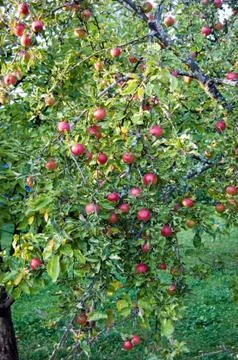 Apple tree Stock Photos