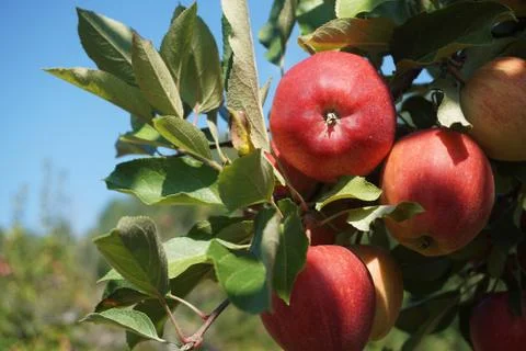 Apple on the tree Stock Photos