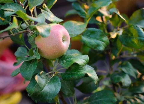 Apple on Tree Foto stock