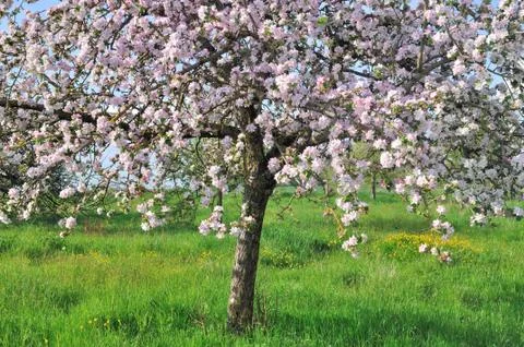 Apple tree Stock Photos