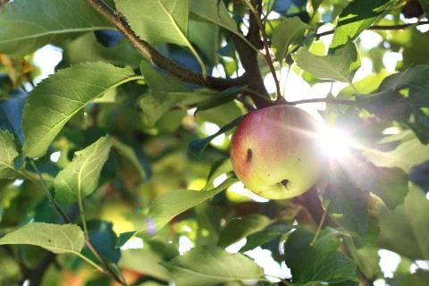 Apple tree. Stock Photos