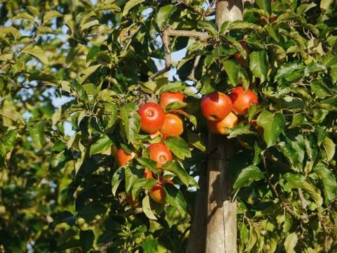 Apple tree Stock Photos