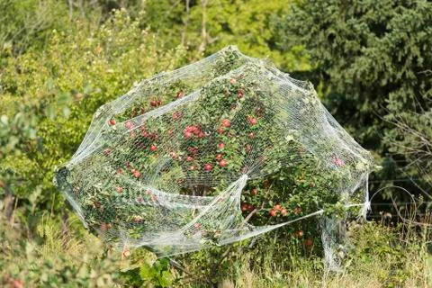 Apple Tree Stock Photos