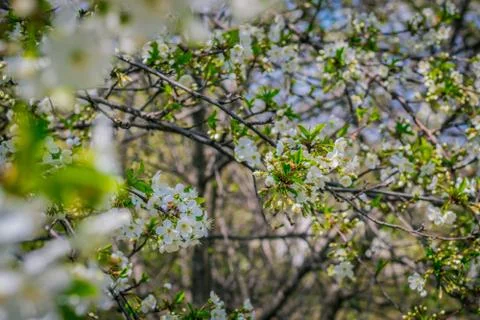 Apple tree Stock Photos