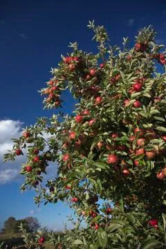 Apple Tree Photos