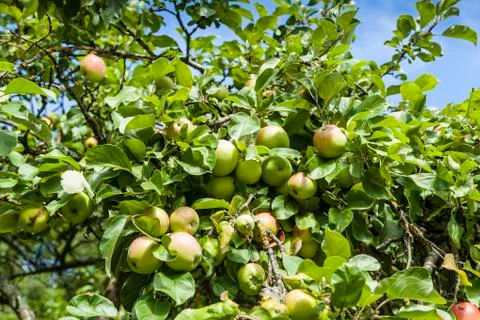 Apple Tree Stock Photos