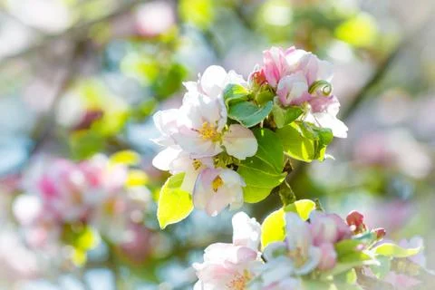 Apple tree Foto stock