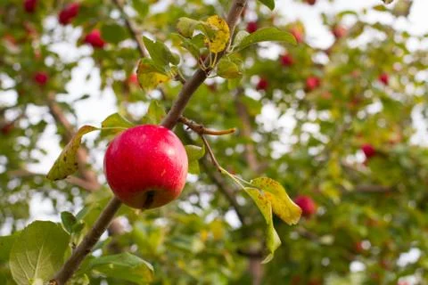 Apple on Tree Stock-Fotos