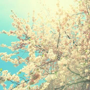 Apple tree 스톡 사진