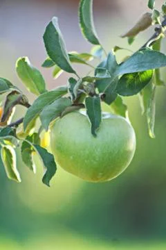 Apple tree Stock Photos