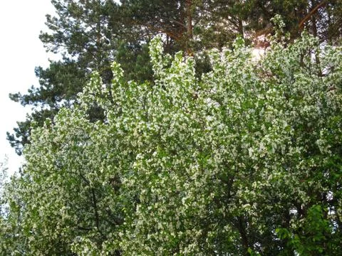 Apple tree Stock Photos