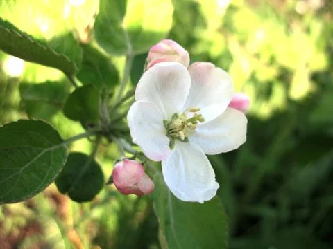 Apple tree Stock Photos
