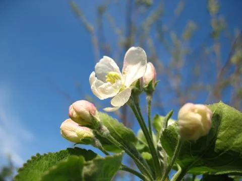 Apple tree Stock Photos