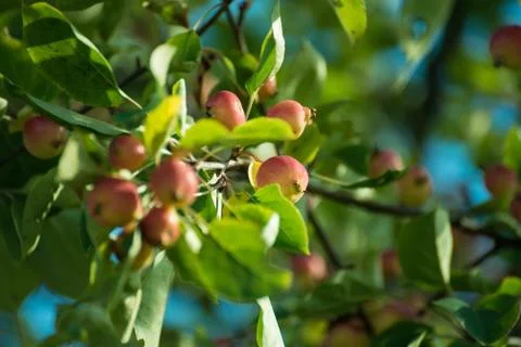 Apple tree 库存照片