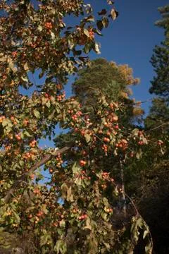 Apple tree Stock Photos