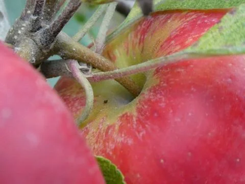 Apple, tree Stock Photos