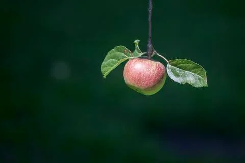 Apple on a tree Stock Photos