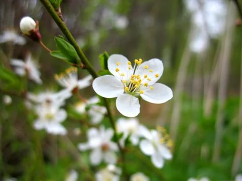 Apple tree Stock Photos