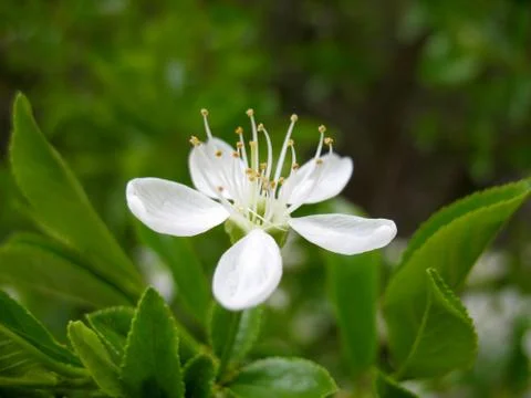 Apple tree Stock Photos